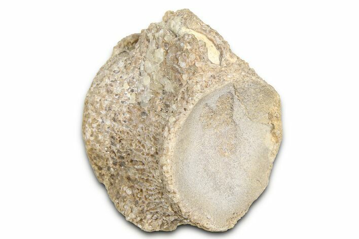 Fossil Mosasaur (Platecarpus) Vertebra - Kansas #382049